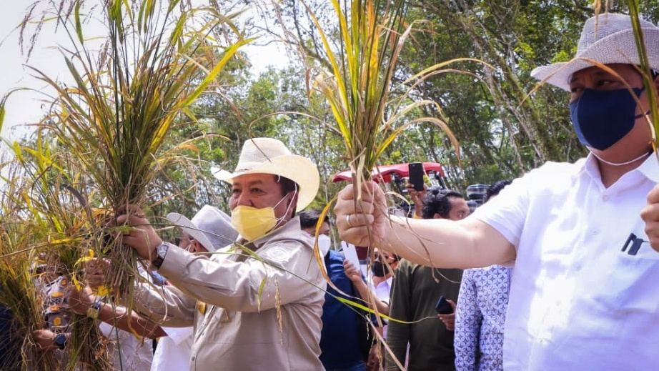 Produksi Padi Lampung Naik di Tahun 2022