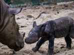 Anak Badak Sumatera Lahir di Way Kambas dari Pasangan Ratu & Andalas