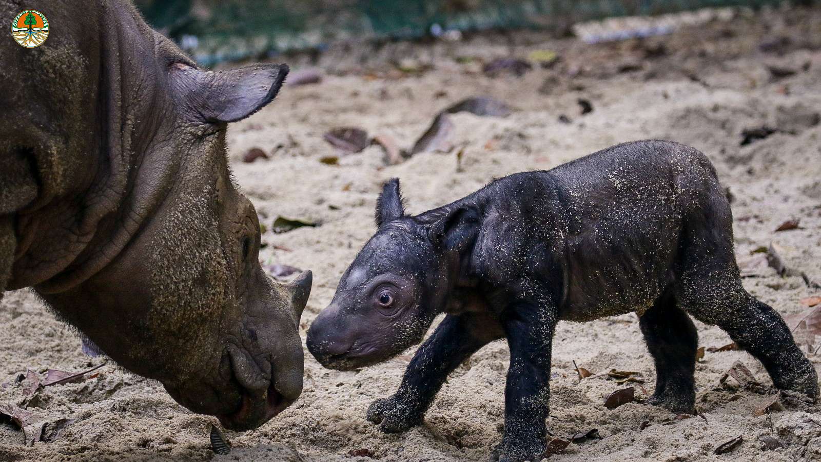 Anak Badak Sumatera Lahir di Way Kambas dari Pasangan Ratu & Andalas