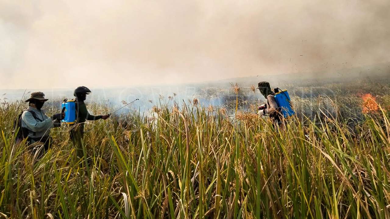 Satgas Karhutla Usut Kebakaran di TNWK Lampung Timur