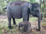 Gajah Riska Lahirkan Bayi Jantan di TNWK Lampung Timur