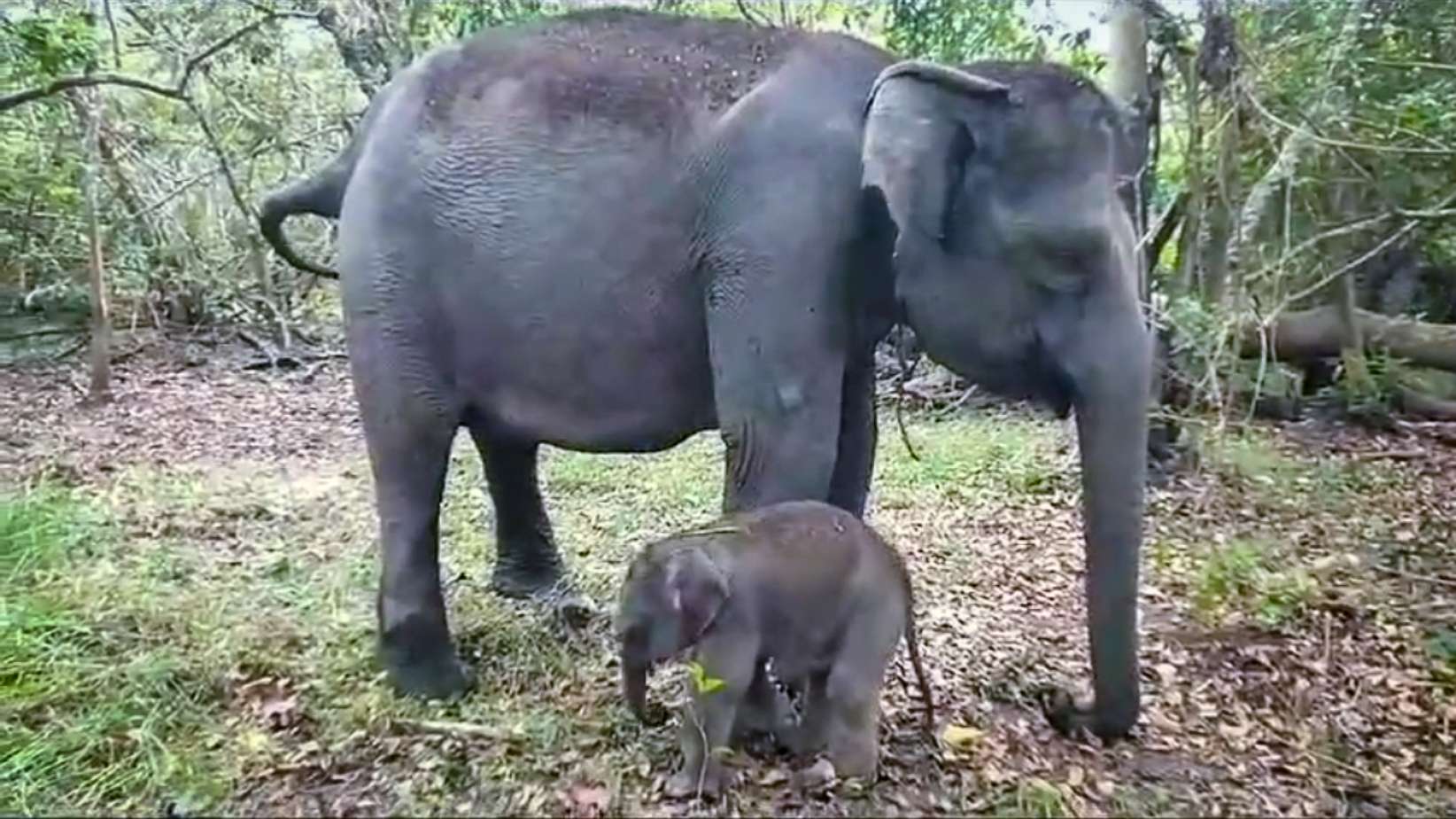 Gajah Riska Lahirkan Bayi Jantan di TNWK Lampung Timur