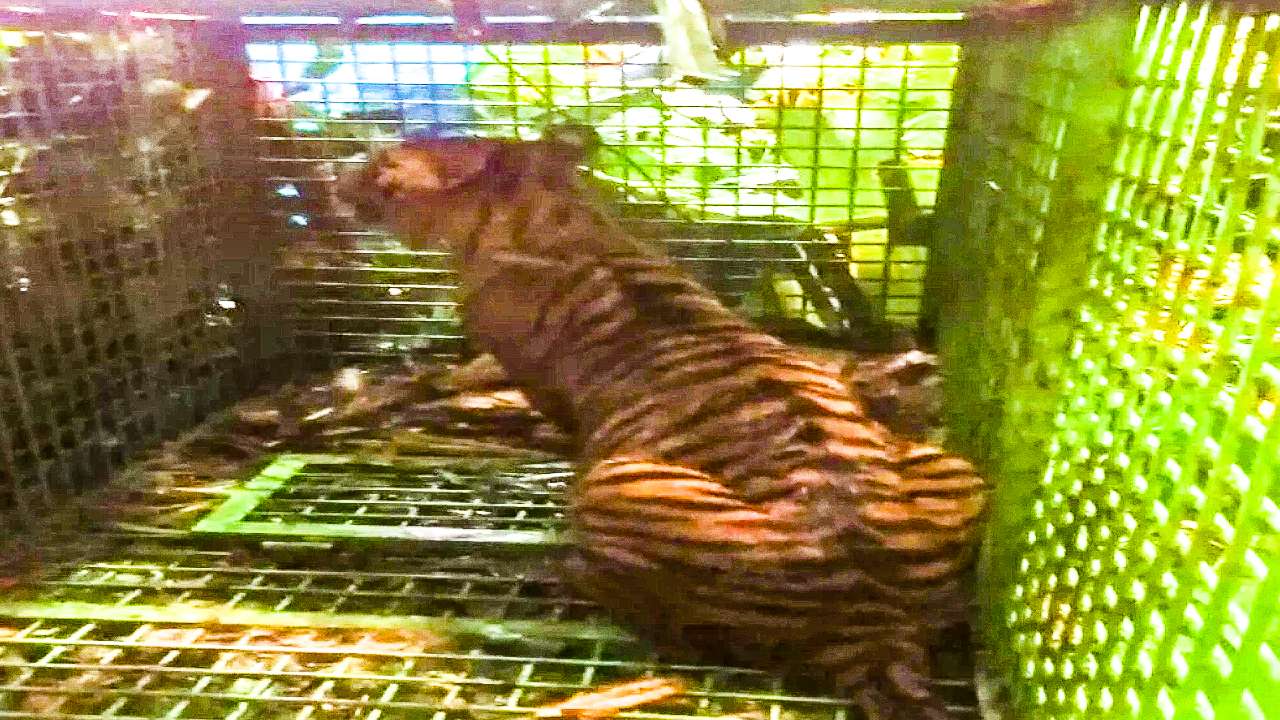 Harimau di Suoh Lampung Barat Masuk Perangkap