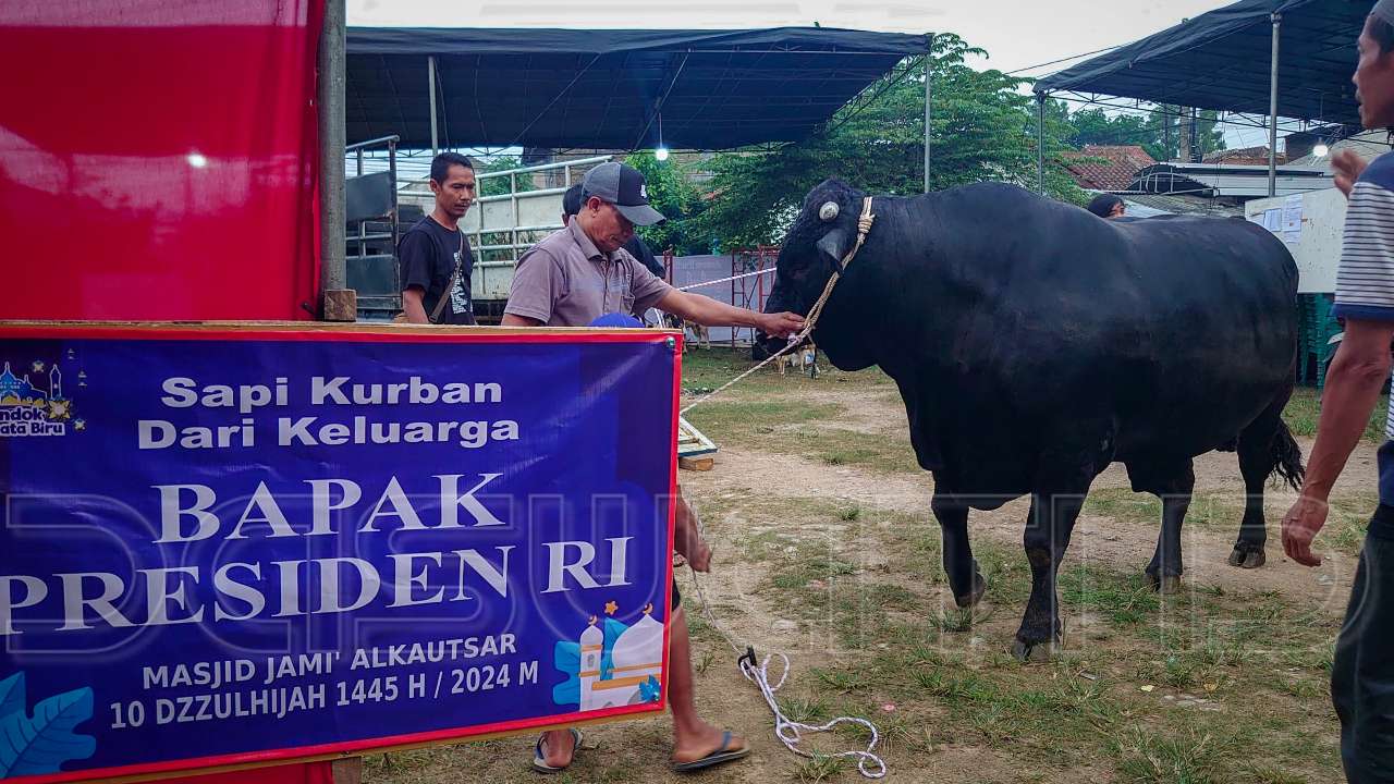 Sapi Kurban Jokowi Tiba di Masjid Al Kautsar Permata Biru, Takmir: Ini mukjizat!