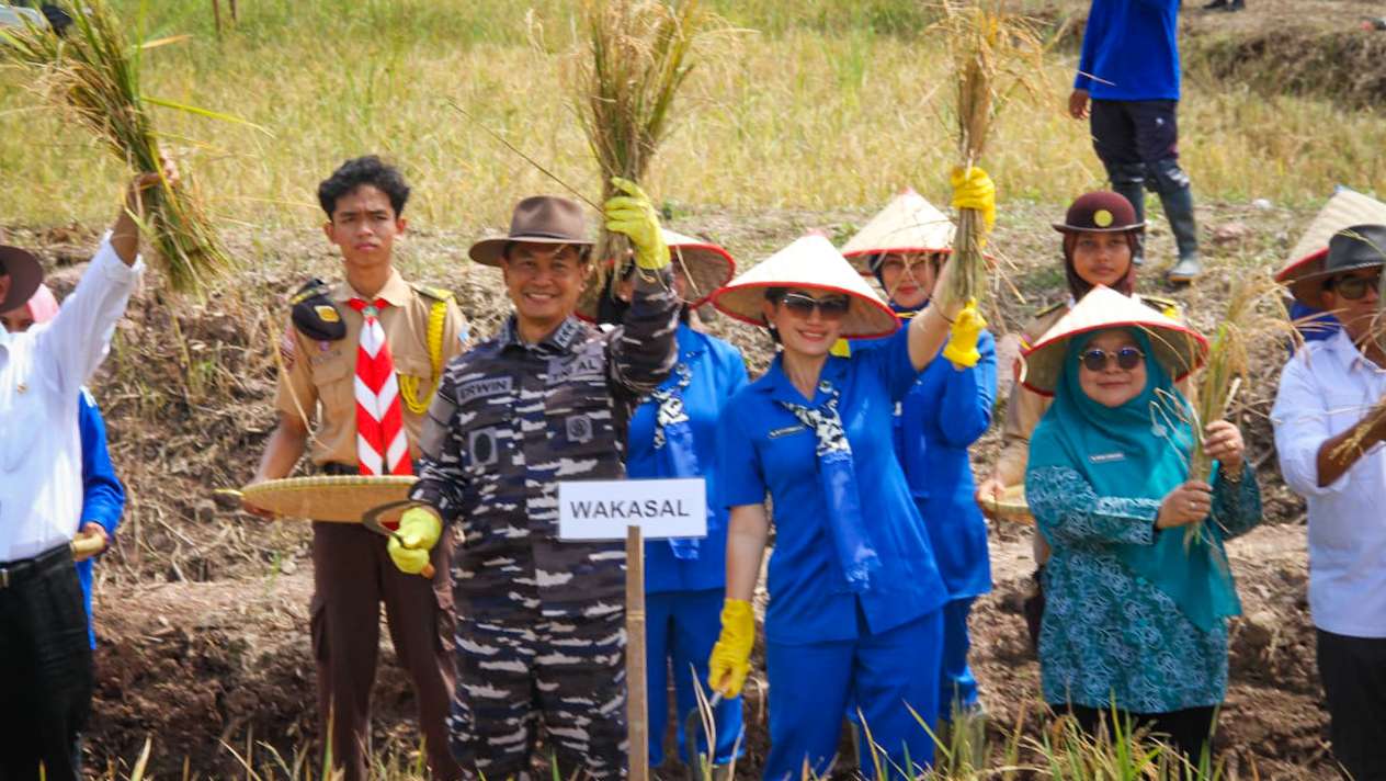 TNI AL Panen Raya di Lampung, Hasilnya Melimpah!