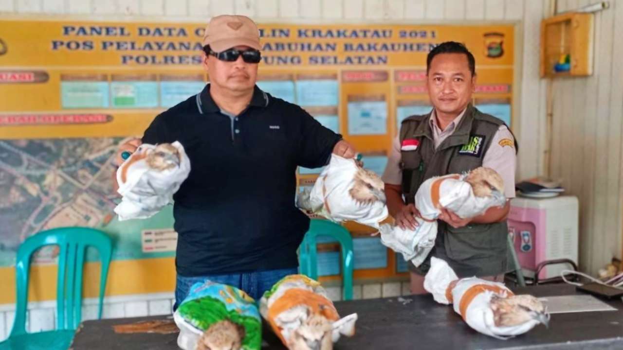 Penyelundupan Enam Ekor Elang Brontok Dilindungi Terbongkar di Pelabuhan Bakauheni
