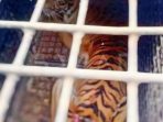 Harimau Sumatera di Lampung Barat Berhasil Ditangkap dalam Kandang Jebak