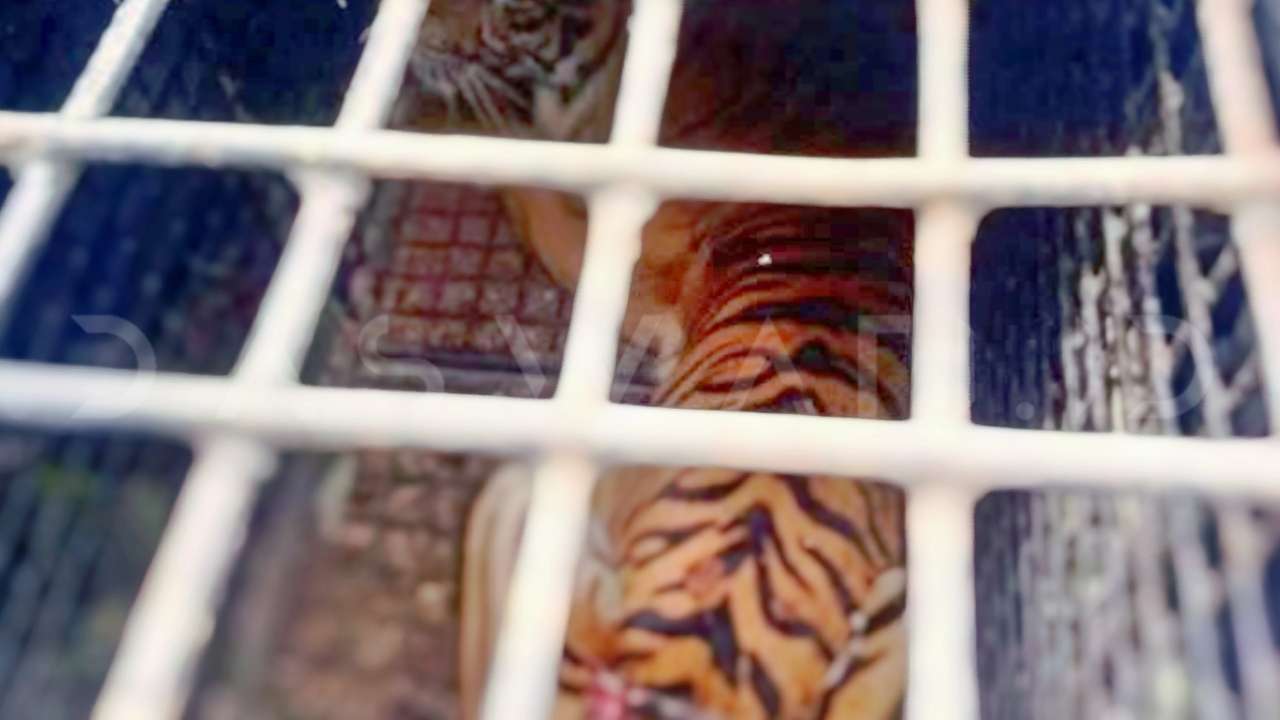 Harimau Sumatera di Lampung Barat Berhasil Ditangkap dalam Kandang Jebak Harimau Sumatera di Lampung Barat Berhasil Ditangkap dalam Kandang Jebak