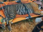 Petugas Gabungan Evakuasi Harimau yang Terperangkap di Kandang Jebak Pekon Sukabumi