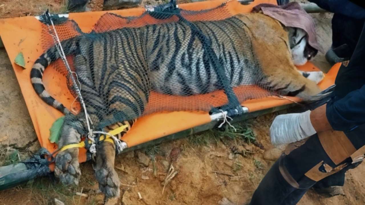 Petugas Gabungan Evakuasi Harimau yang Terperangkap di Kandang Jebak Pekon Sukabumi Petugas Gabungan Evakuasi Harimau yang Terperangkap di Kandang Jebak Pekon Sukabumi