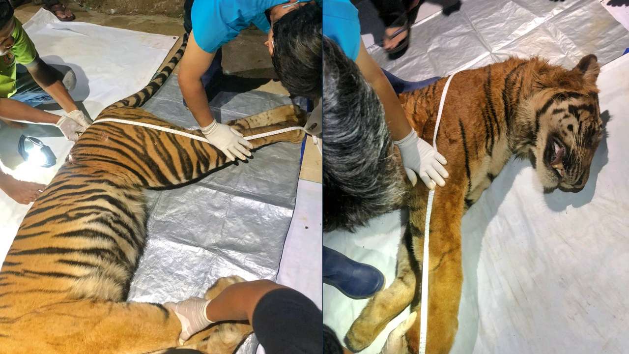 Pendarahan Otak Merenggut Nyawa Bakas, Sang Raja Hutan yang Terluka