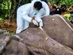 Kematian Gajah Dona di Taman Nasional Way Kambas