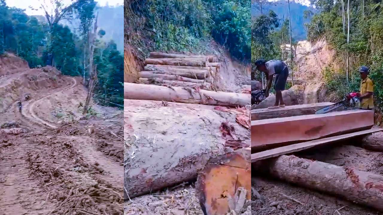 Video Dugaan Pembalakan Liar di Lampung Resahkan Warga
