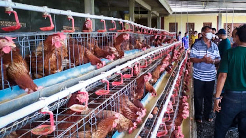 Lampung Kuasai Pasar Unggas Sumatra, Namun Defisit Daging Sapi