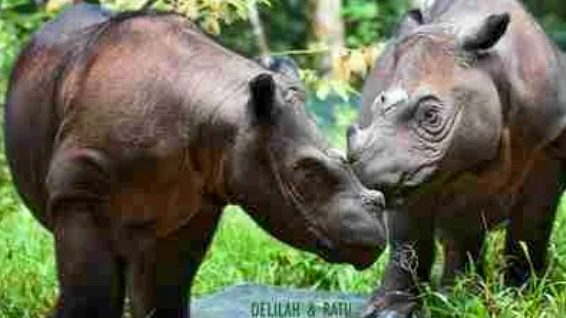 Jejak Langkah Way Kambas: Dari Suaka Menuju Taman Nasional