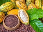 Menilik Alur Distribusi Kakao: Dari Petani hingga Pasar Global