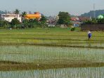 Dilema Petani Lampung: Harga Jual Turun, Biaya Hidup Meroket