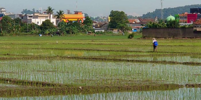 Dilema Petani Lampung: Harga Jual Turun, Biaya Hidup Meroket