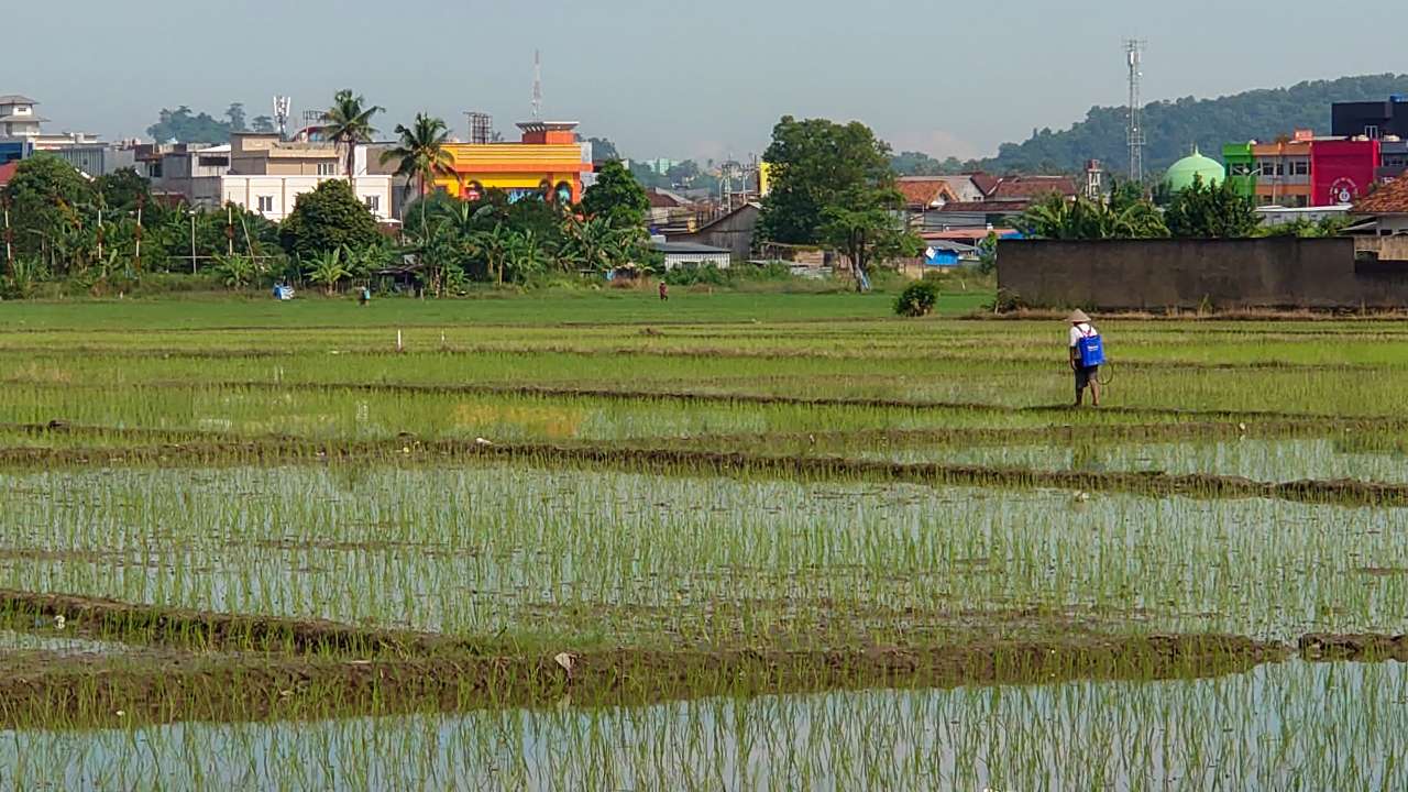 Dilema Petani Lampung: Harga Jual Turun, Biaya Hidup Meroket